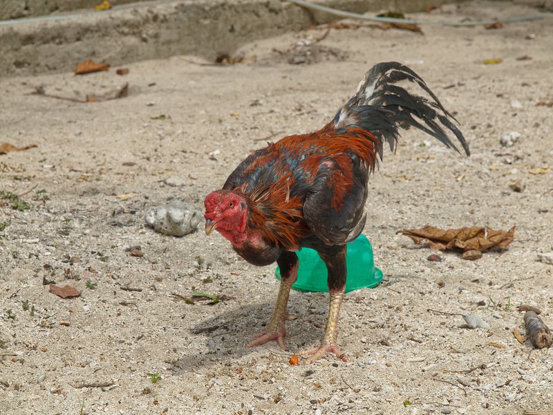 Cock, Gapang